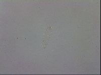 Mesocrista spitzbergensis image