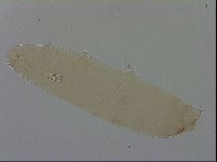 Mesocrista spitzbergensis image