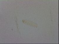 Mesocrista spitzbergensis image