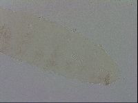 Mesocrista spitzbergensis image
