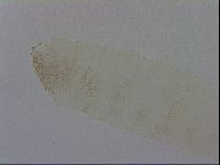Mesocrista spitzbergensis image