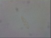 Mesocrista spitzbergensis image