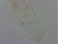 Mesocrista spitzbergensis image