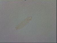 Mesocrista spitzbergensis image