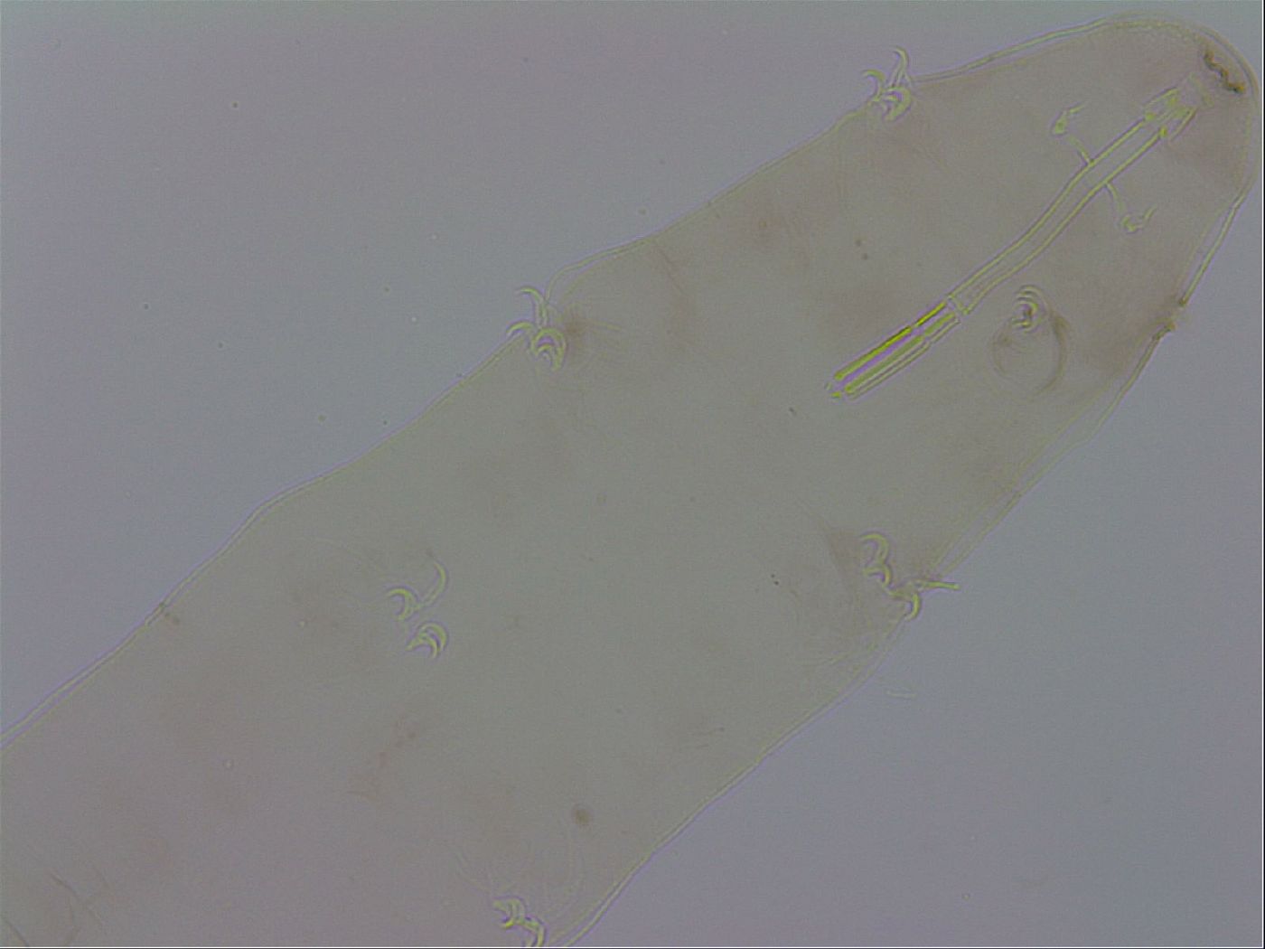 Mesocrista spitzbergensis image