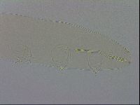Mesocrista spitzbergensis image