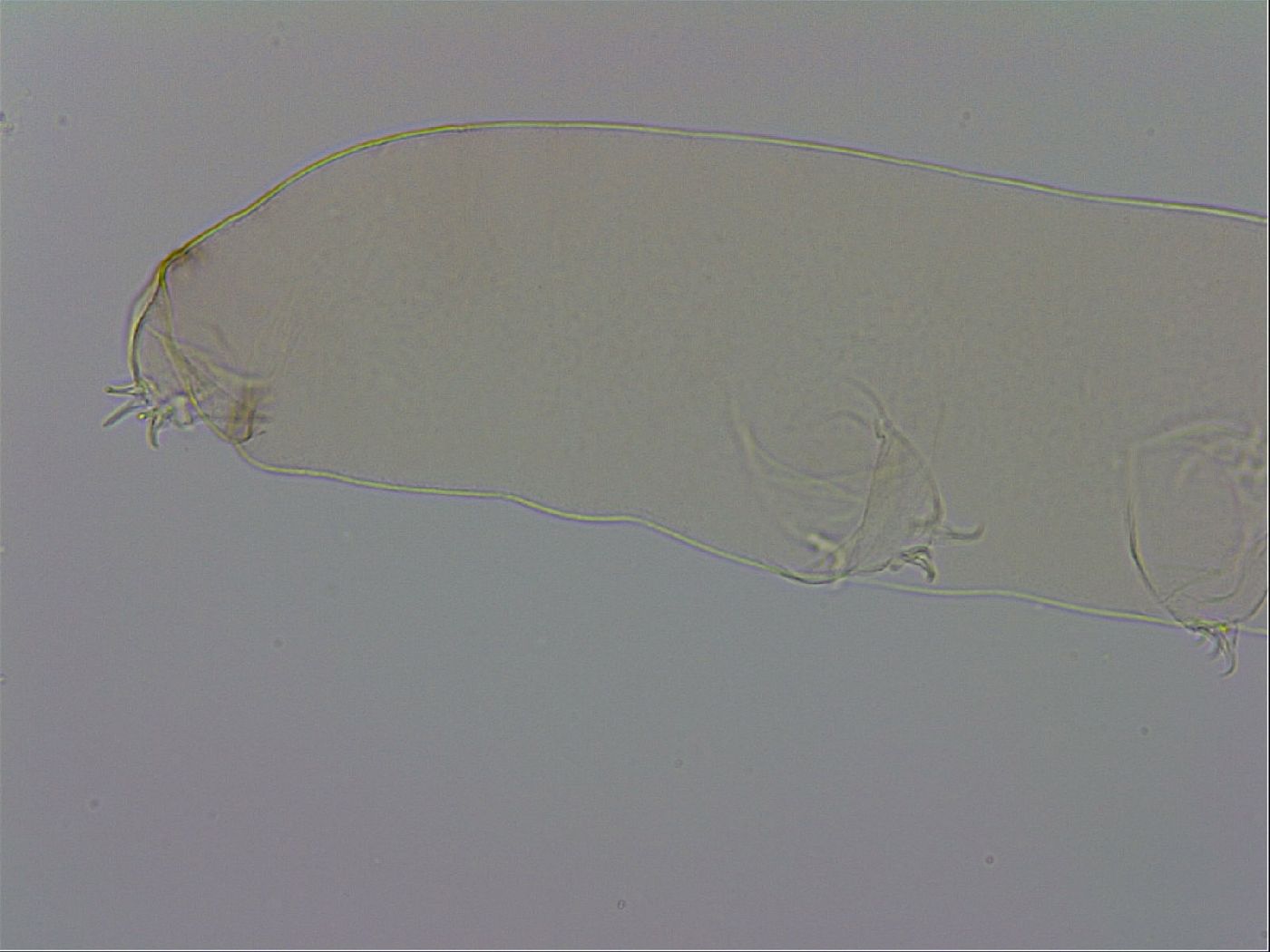 Mesocrista spitzbergensis image