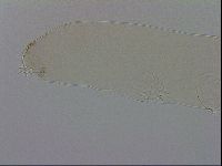 Mesocrista spitzbergensis image