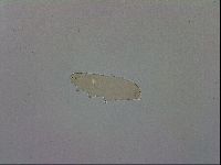 Mesocrista spitzbergensis image