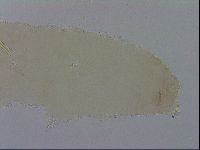 Mesocrista spitzbergensis image