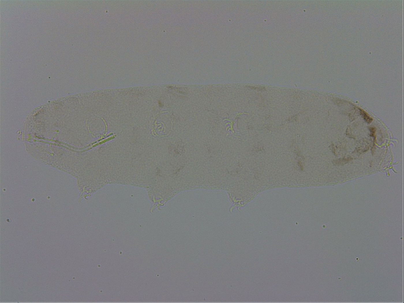 Mesocrista image