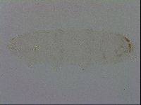 Mesocrista spitzbergensis image