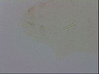 Mesocrista spitzbergensis image