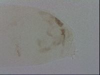 Mesocrista spitzbergensis image