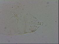 Mesocrista spitzbergensis image