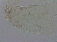 Mesocrista spitzbergensis image