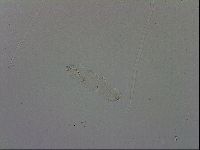 Mesocrista spitzbergensis image