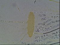 Mesocrista spitzbergensis image