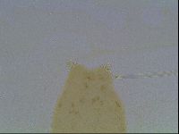Mesocrista spitzbergensis image