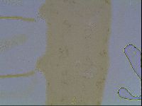 Mesocrista spitzbergensis image