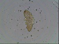 Mesocrista spitzbergensis image