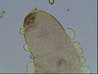 Mesocrista spitzbergensis image