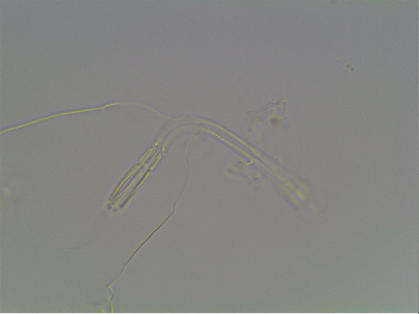 Mesocrista spitzbergensis image