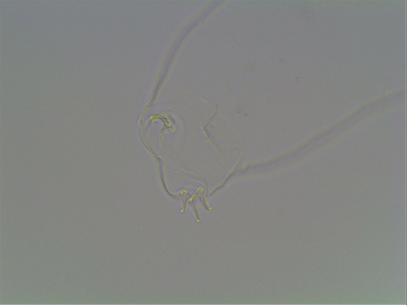 Mesocrista spitzbergensis image