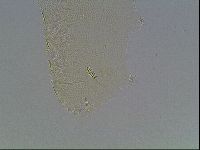 Pilatobius iltisi image