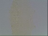 Pilatobius iltisi image