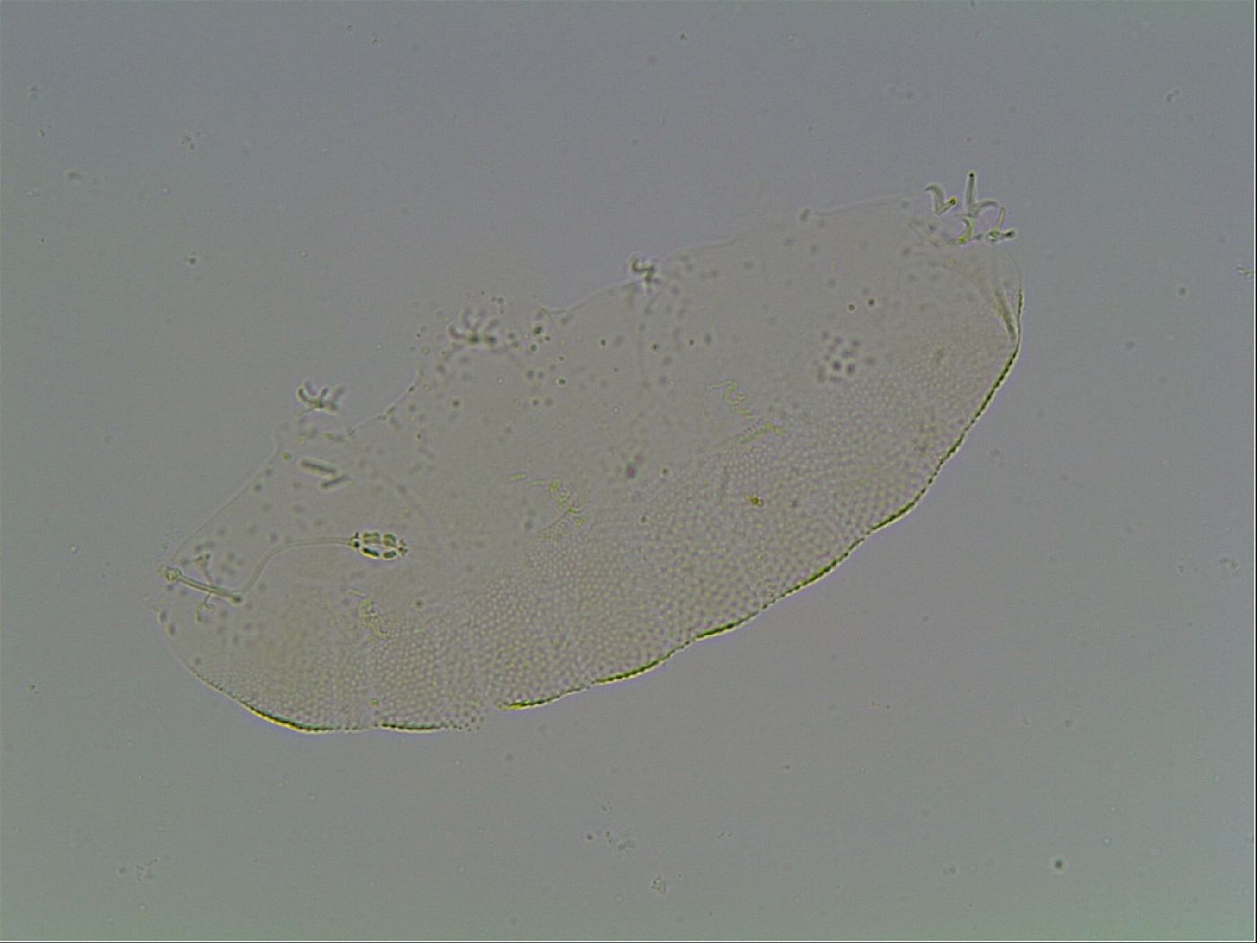 Diphascon image