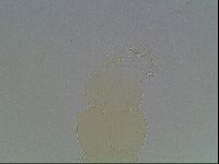 Doryphoribius flavus image