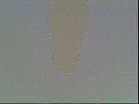 Doryphoribius flavus image