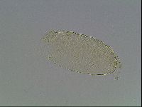Pilatobius iltisi image