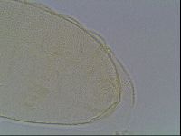 Pilatobius iltisi image