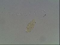 Pilatobius iltisi image