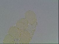 Pilatobius iltisi image