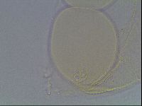 Pilatobius iltisi image