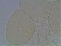 Pilatobius iltisi image