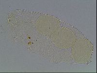 Pilatobius iltisi image