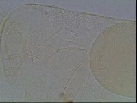 Pilatobius iltisi image