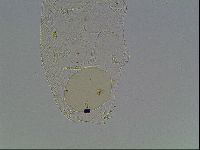 Pilatobius iltisi image