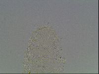 Pilatobius iltisi image