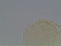 Pilatobius iltisi image