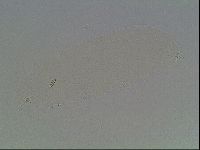 Diphascon higginsi image