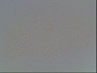 Diphascon higginsi image