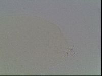 Diphascon higginsi image
