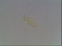 Pilatobius iltisi image