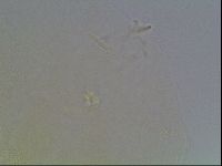Pilatobius iltisi image