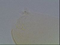 Pilatobius iltisi image